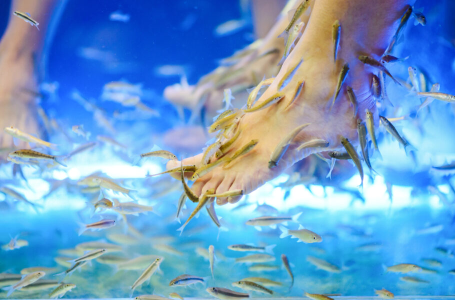 Doctor Fish